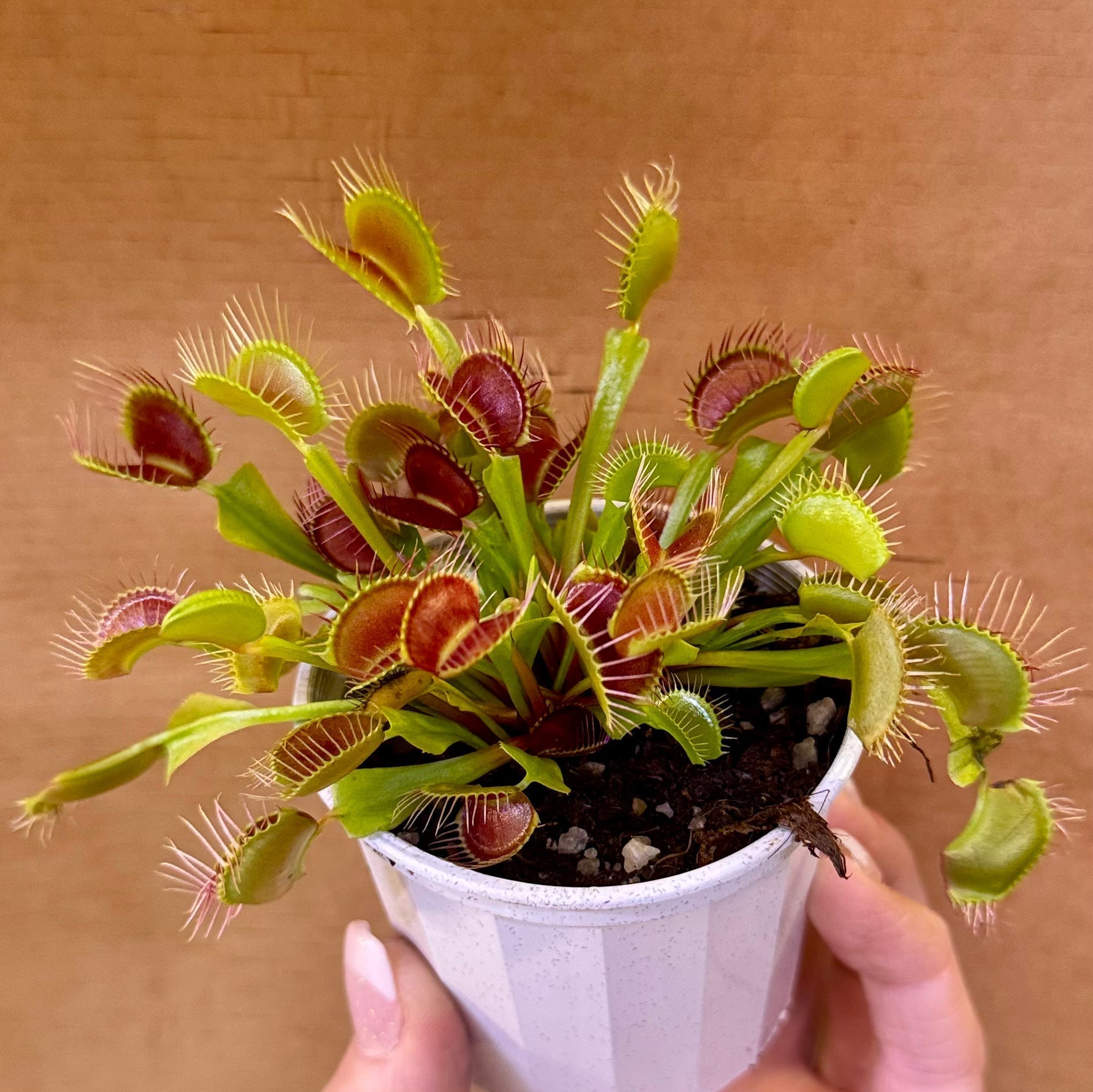 Part 1 – Beginner’s Guide to Venus Fly Traps