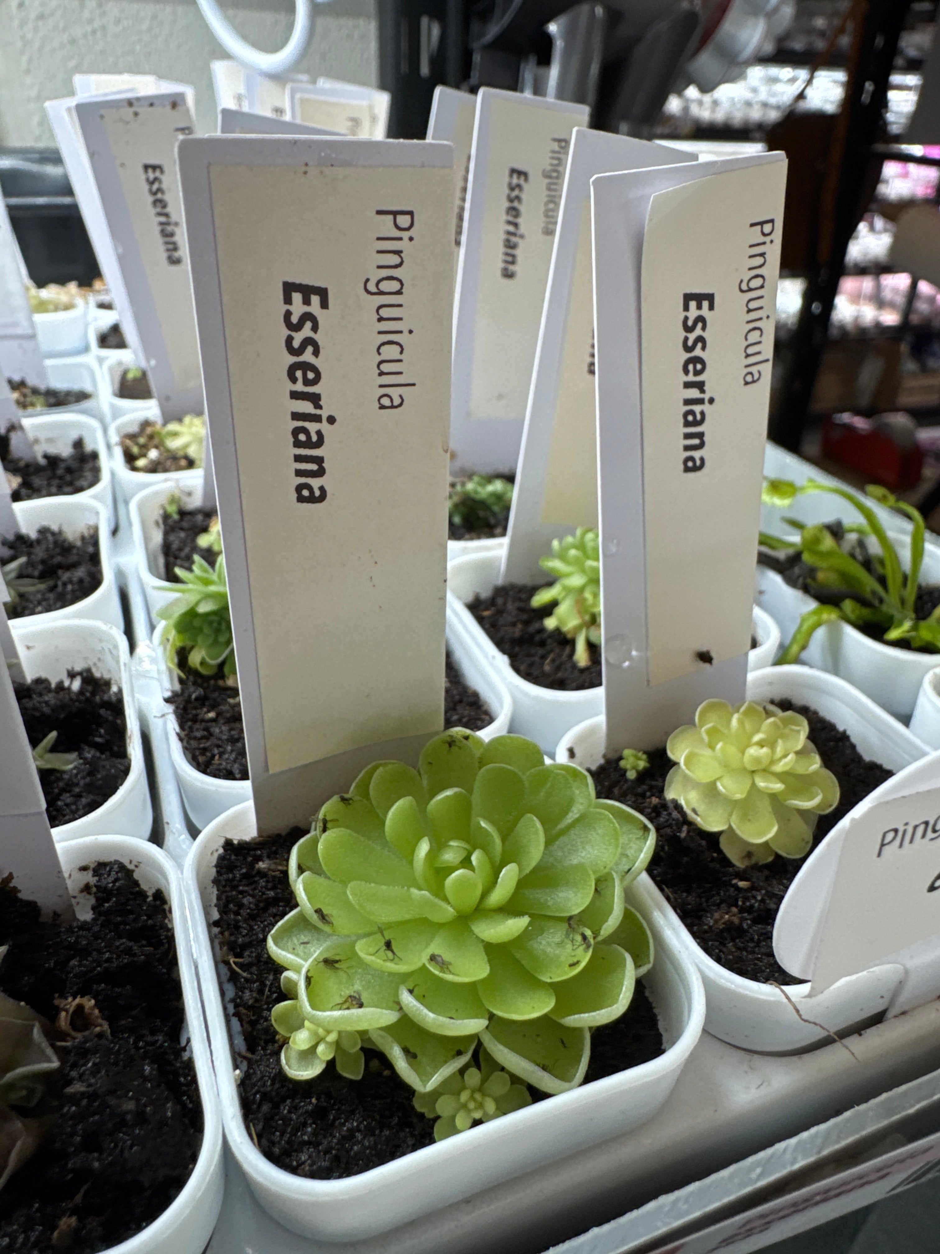 Pinguicula esseriana