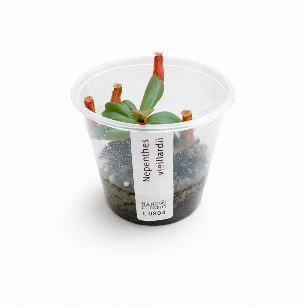 Nepenthes vieillardii (Pitcher Plant)