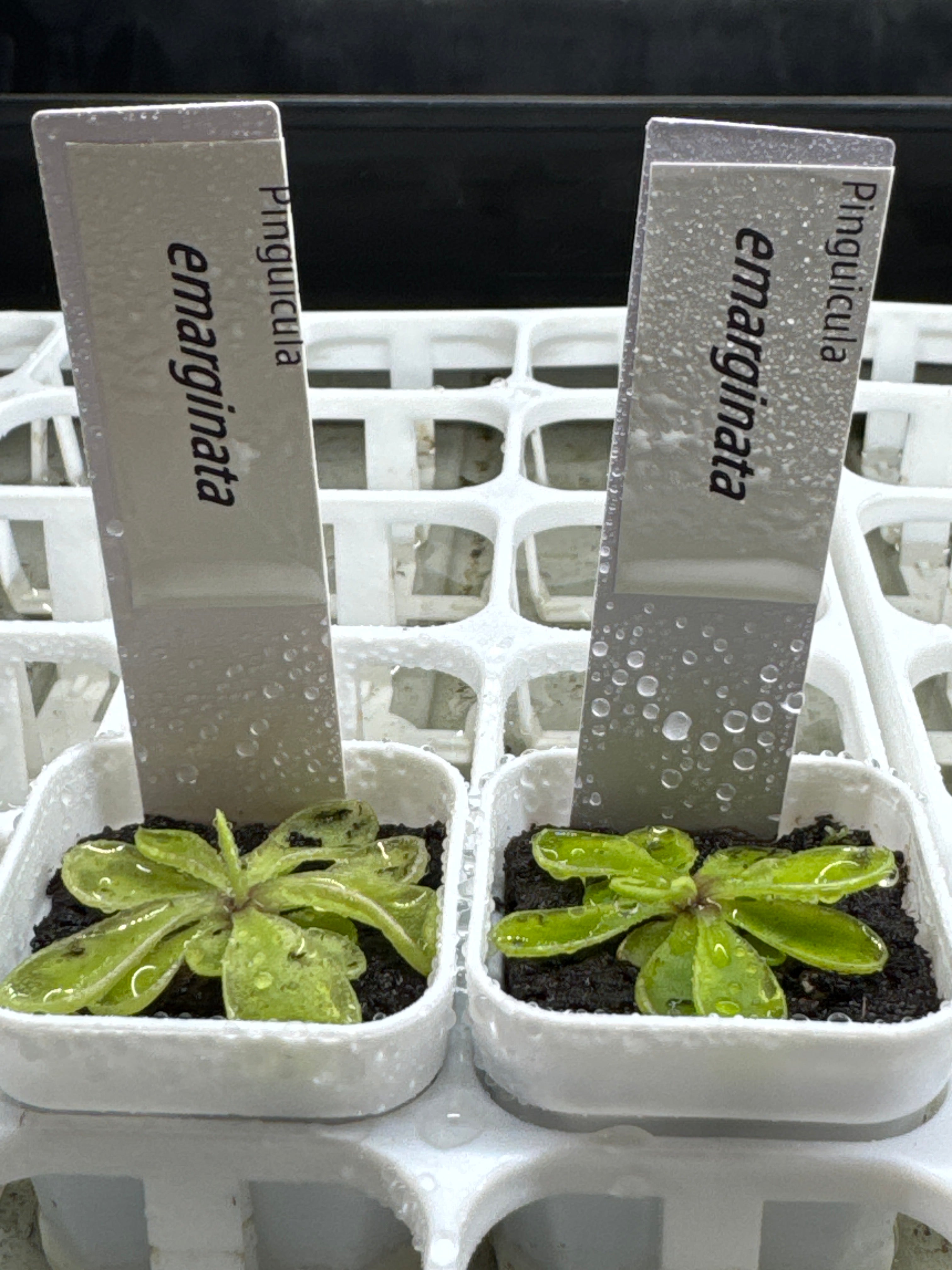 Pinguicula emarginata