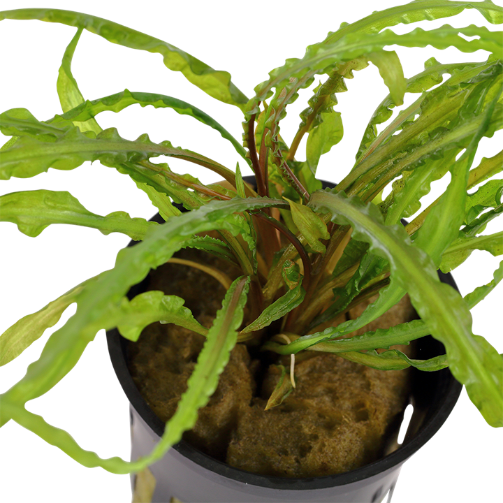 Aponogeton crispus 'Red' - Whole Plant