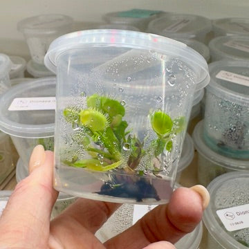 Dionaea muscipula 'Cross Teeth' (Venus Flytrap)