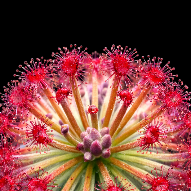Close-up of a red and green spherical plant-like structure on a black background Drosera Lanata Sundew