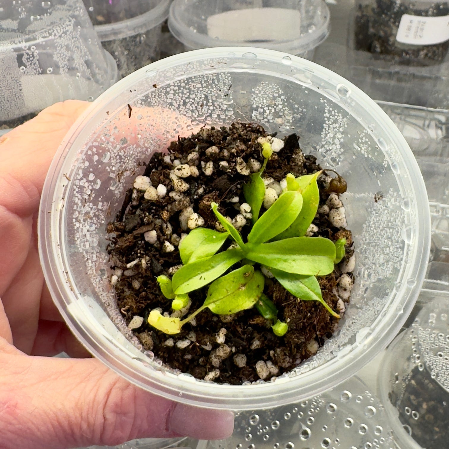 Nepenthes burkei