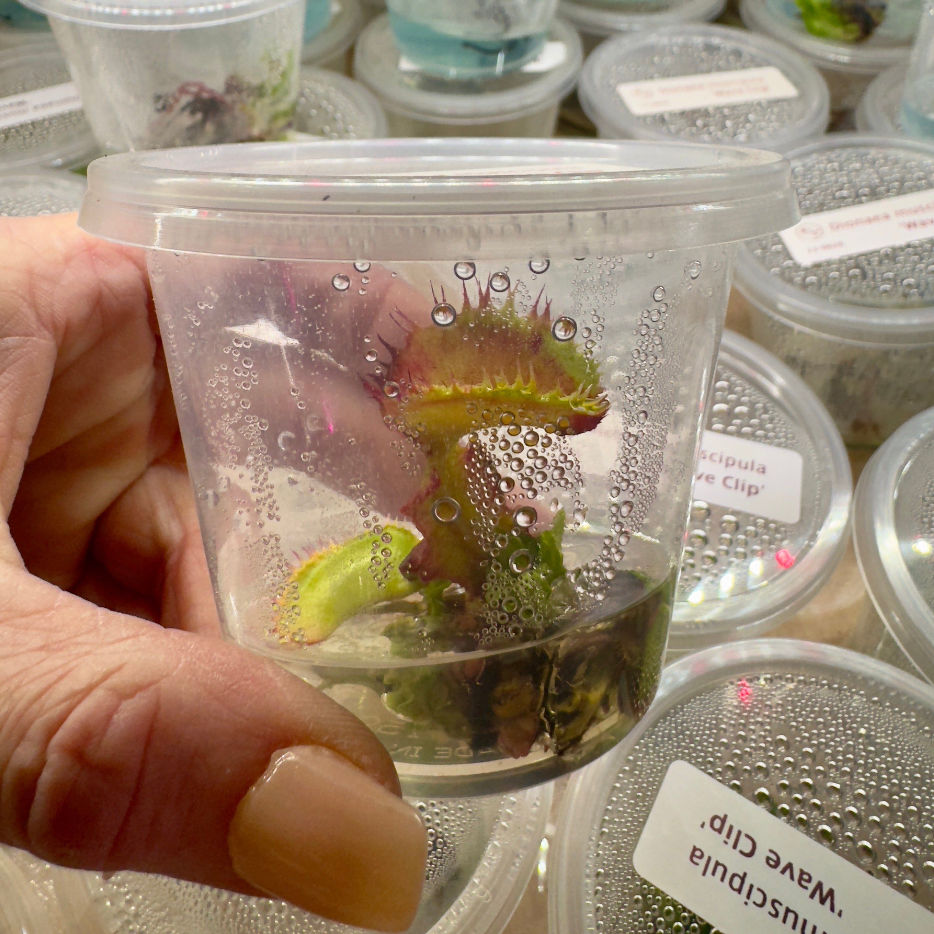 Dionaea muscipula 'Wave Clip' (Venus Flytrap)