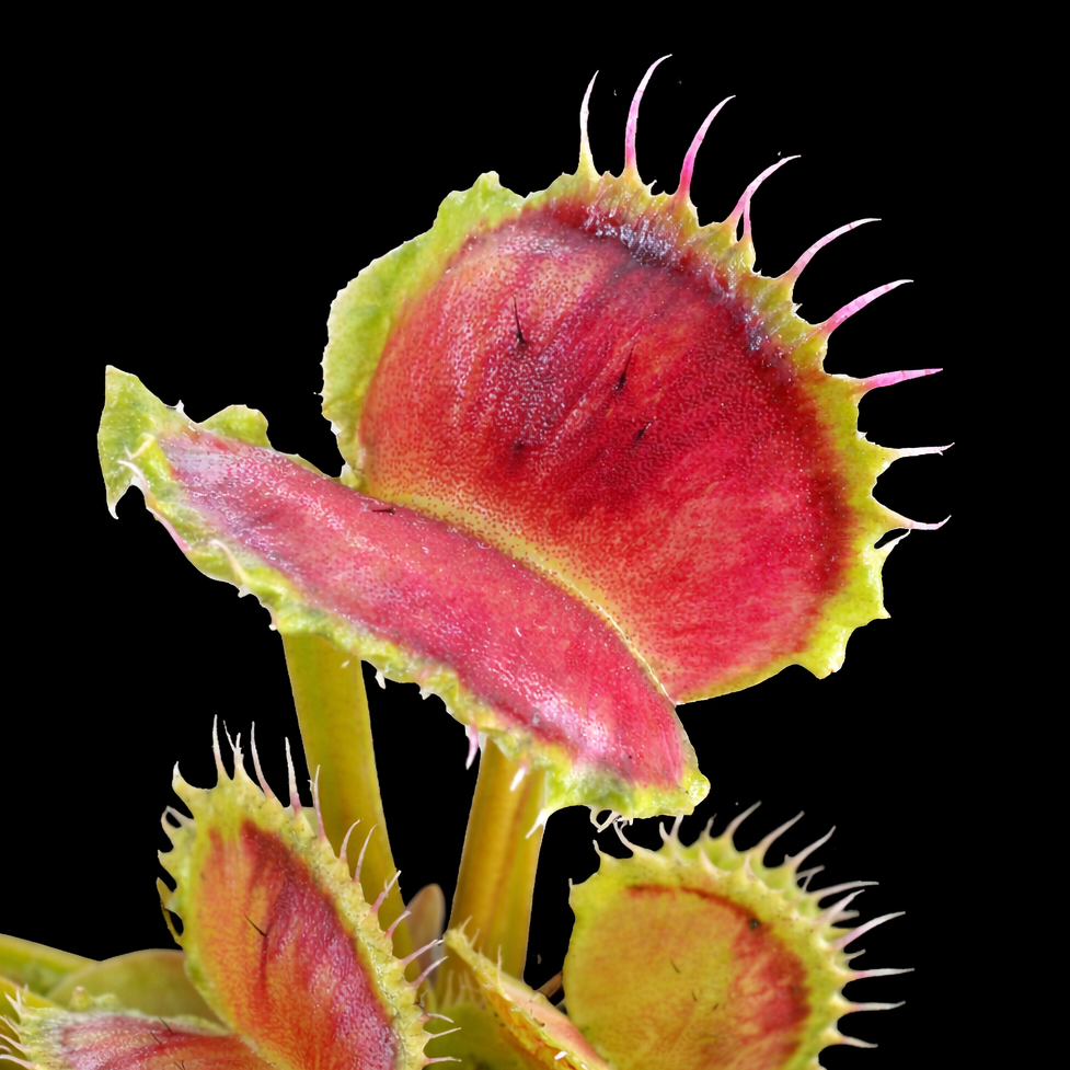 Close-up of a Venus flytrap with a black background