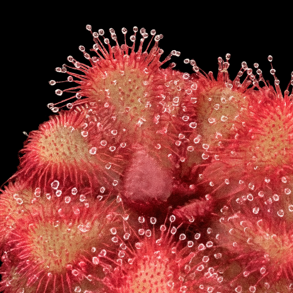 Close-up of red and pink spiky plant-like structures on a black background