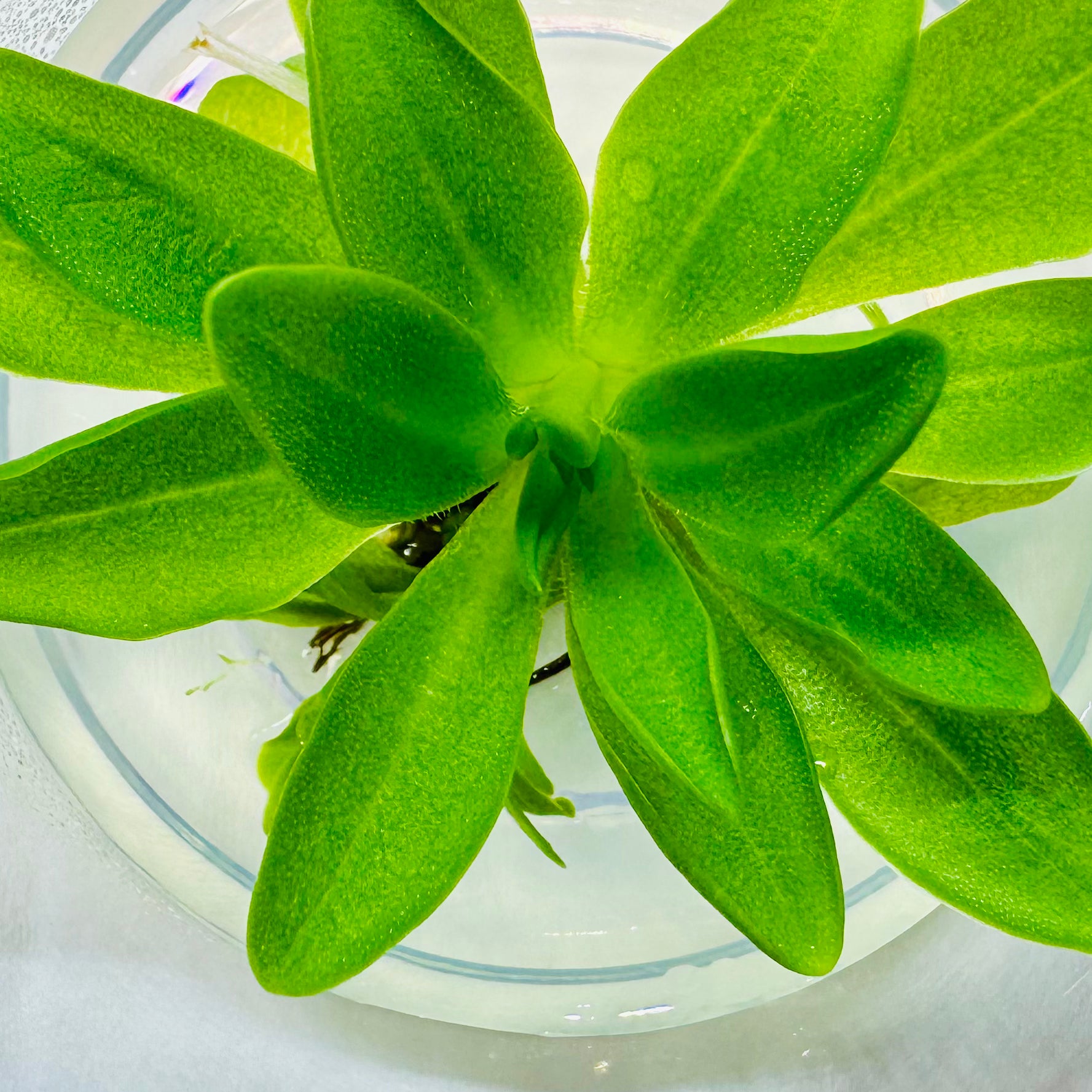 Pinguicula 'Potosiensis' – Mexican Butterwort 