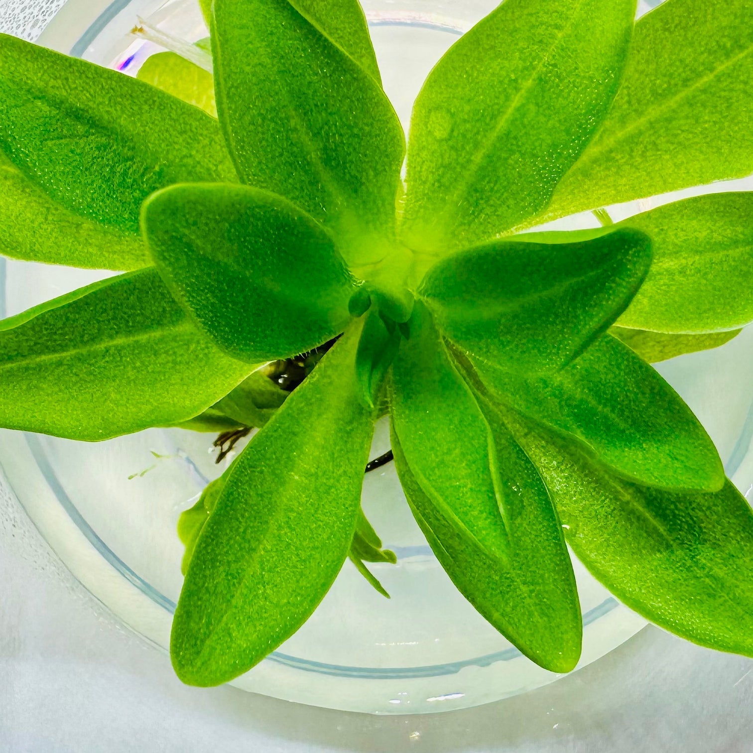 Pinguicula potosiensis