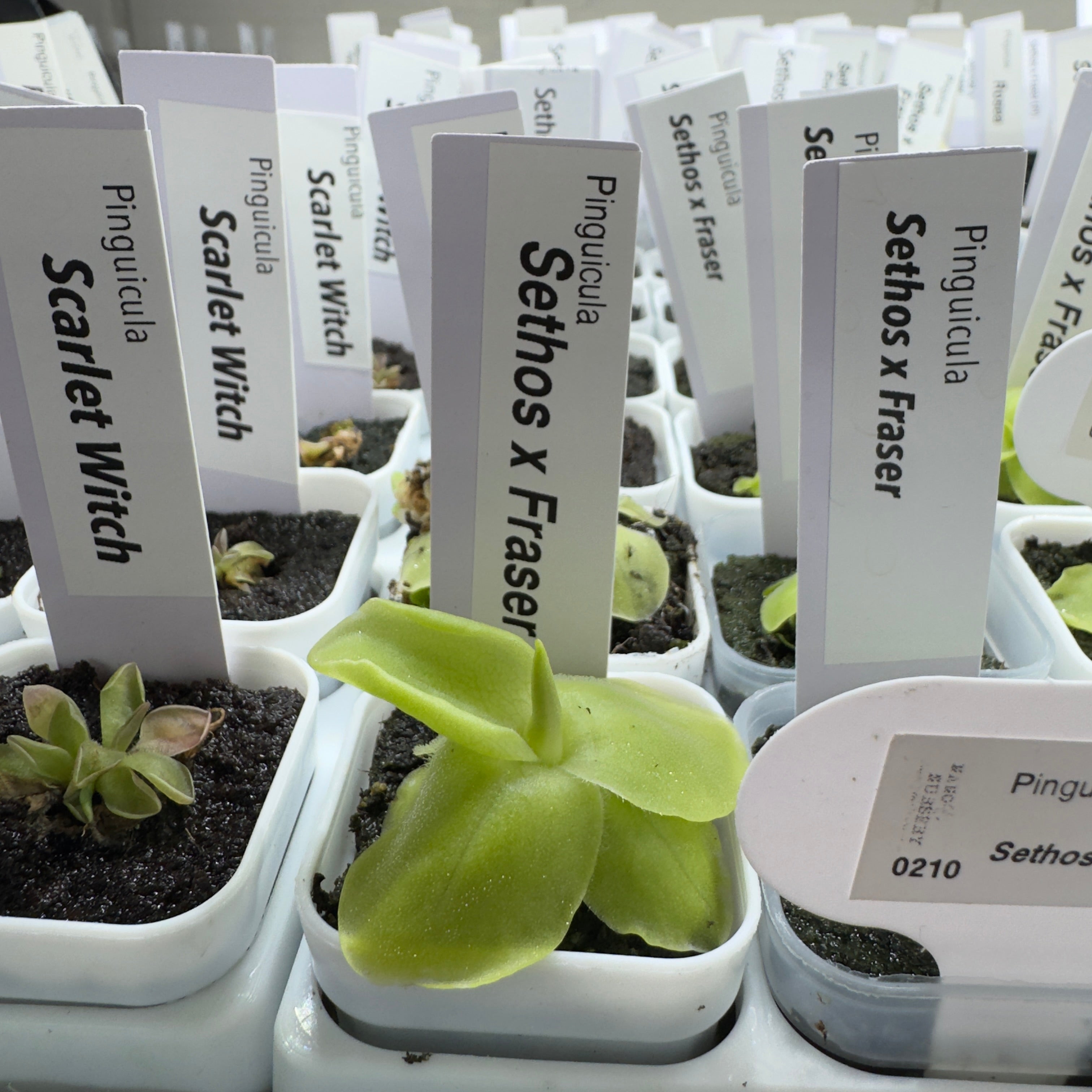 Pinguicula Sethos x Fraser