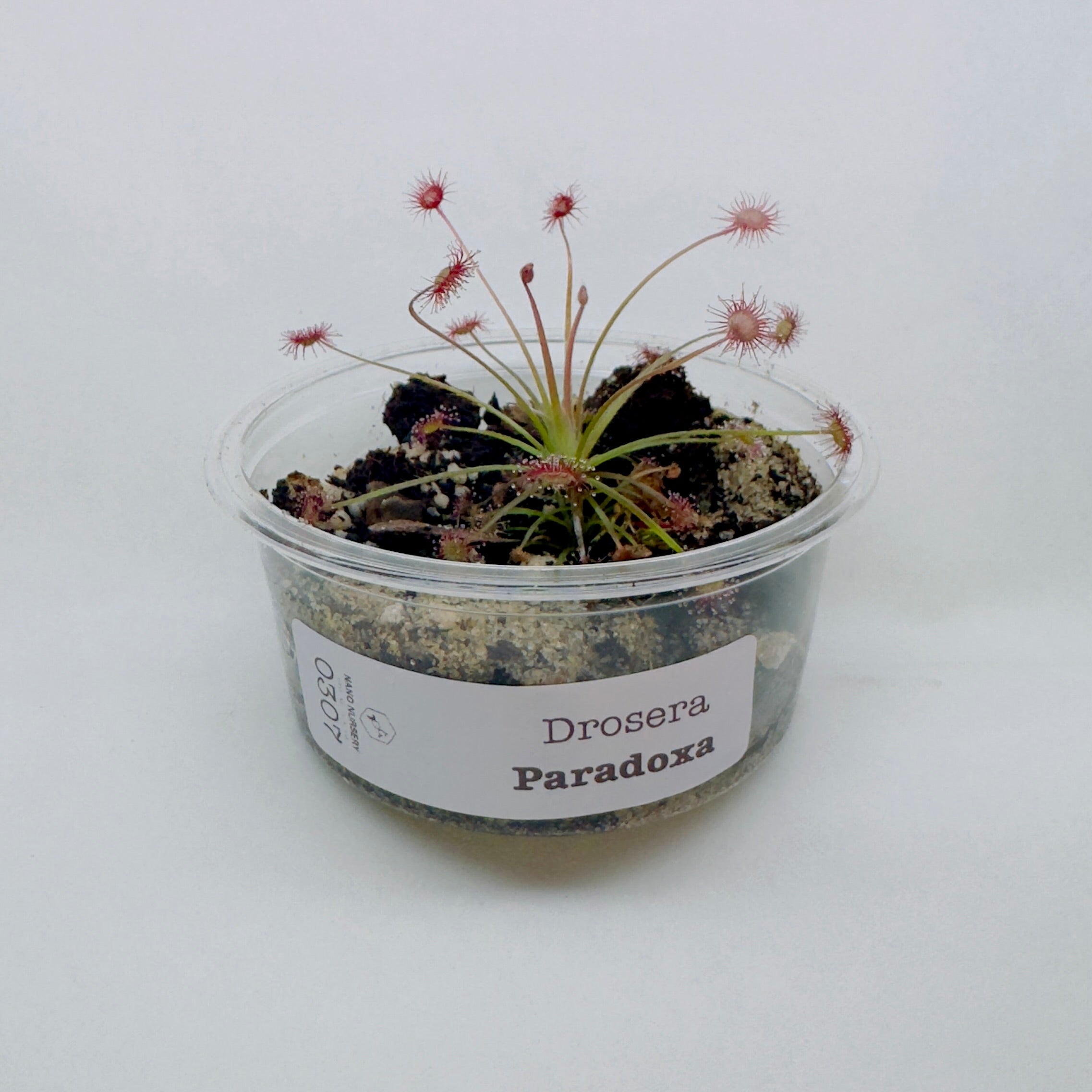 Drosera Paradoxa (Petiolaris Complex Sundew)