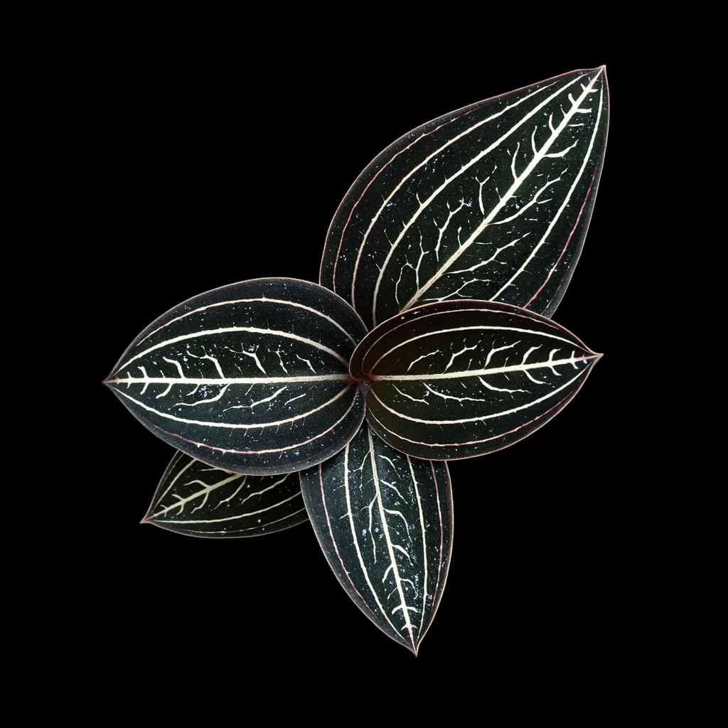Ludisia discolor 'Jewelyana' (Jewel Orchid)