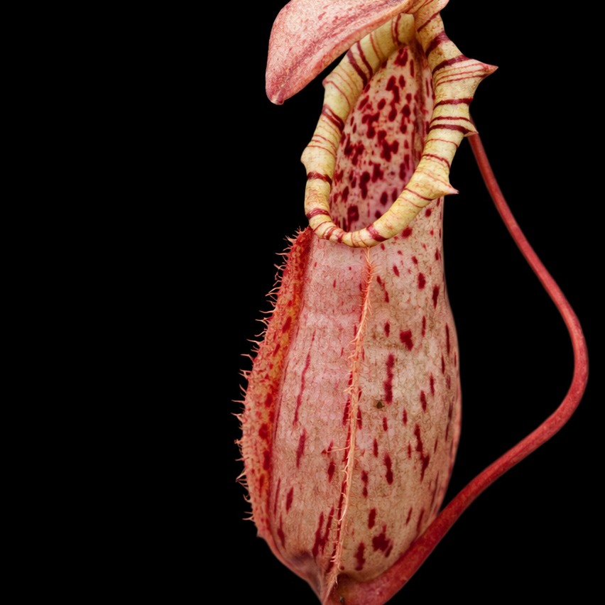 Nepenthes northiana Pink and red pitcher plant on a black background