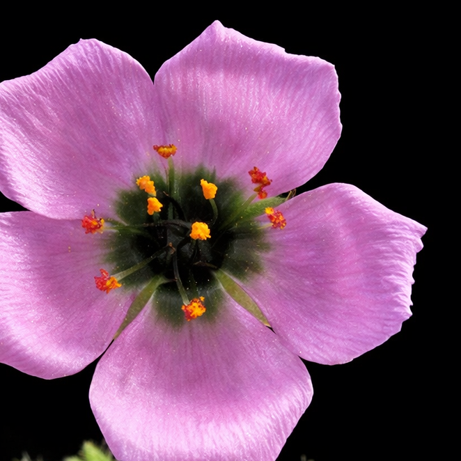 Close-up of a pink flower with green leaves on a black background