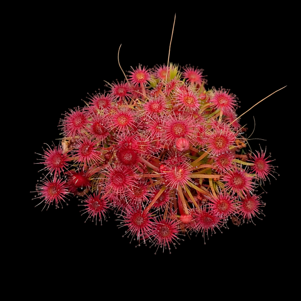 Close-up of a red flower with a black background Sundew Pygmea Drosera