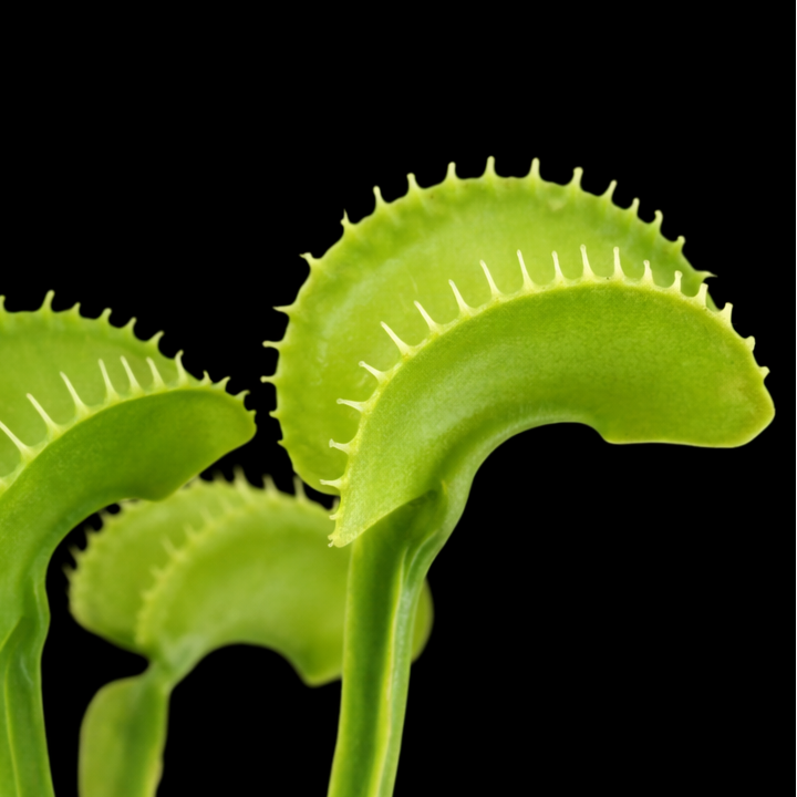 Close-up of a Venus flytrap plant on a black background